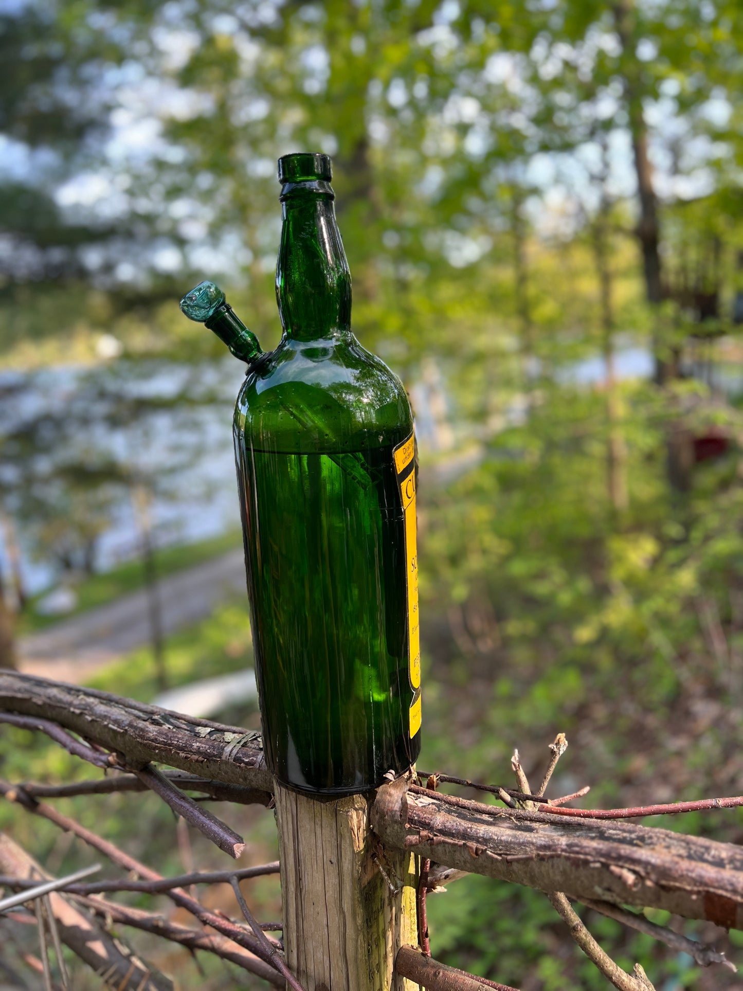 Ninteen Inch tall Cutty Sark Whiskey bottle from the 1950's Bongo