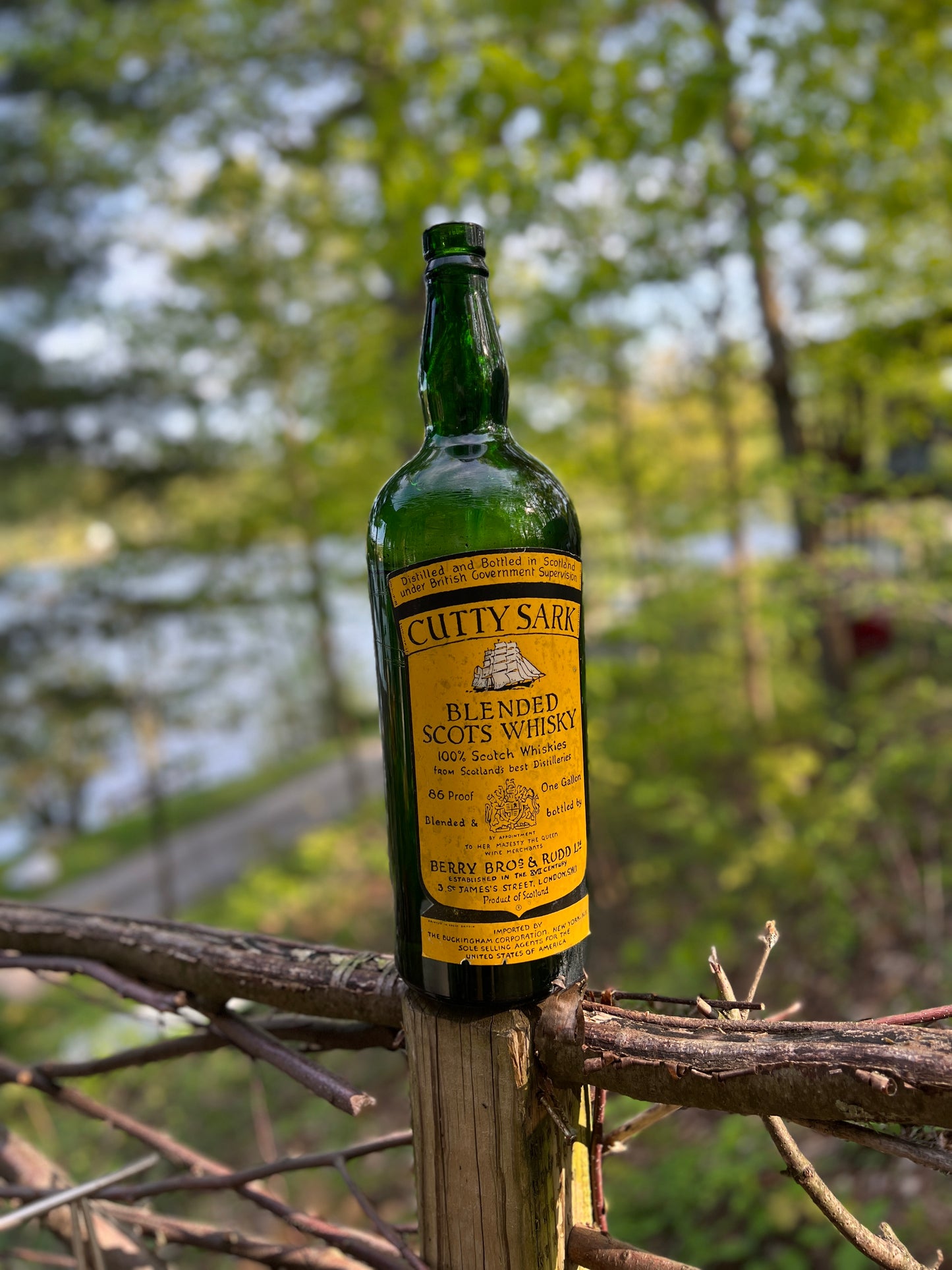 Ninteen Inch tall Cutty Sark Whiskey bottle from the 1950's Bongo