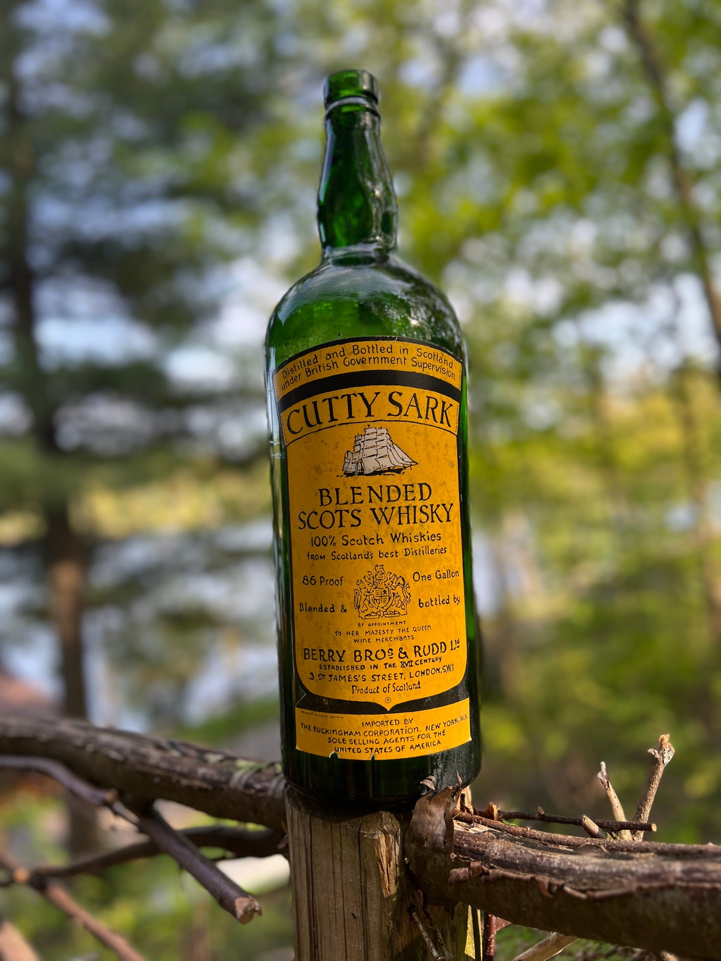 Ninteen Inch tall Cutty Sark Whiskey bottle from the 1950's Bongo